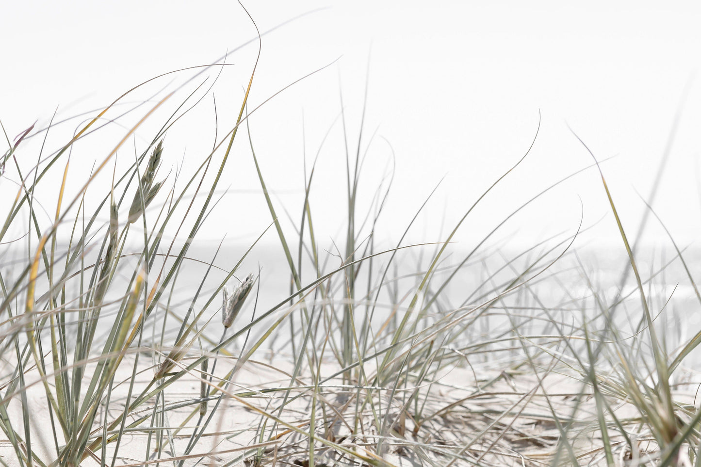 Sea Grass
