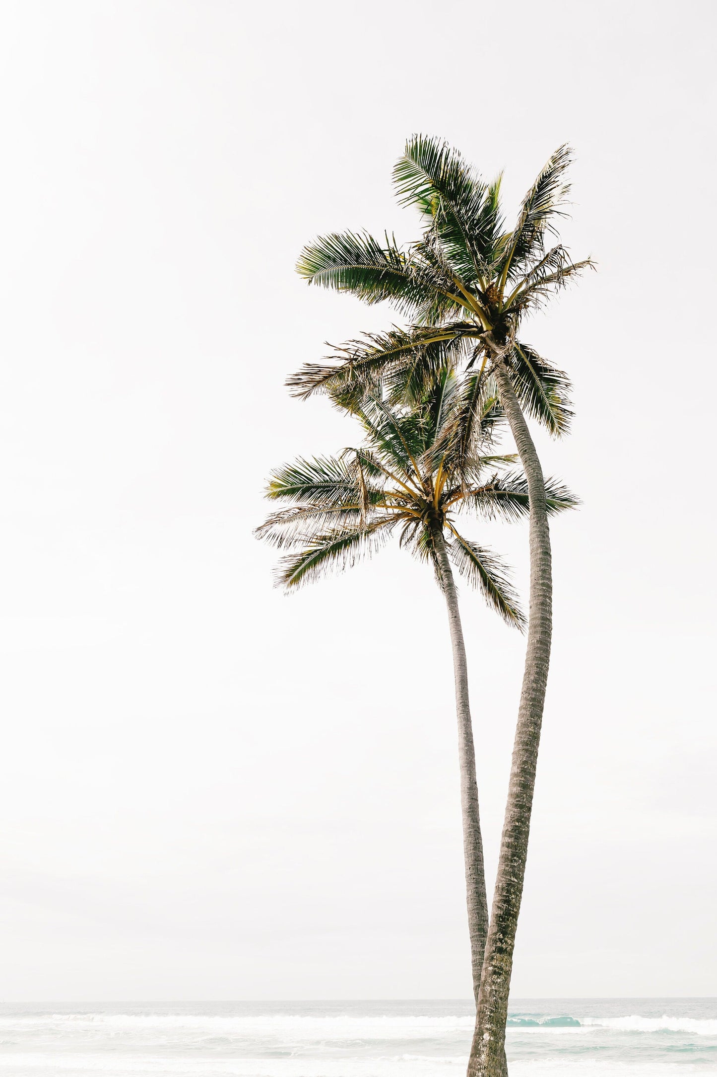 Palm Tree Duo No. 3 Wall Art Set