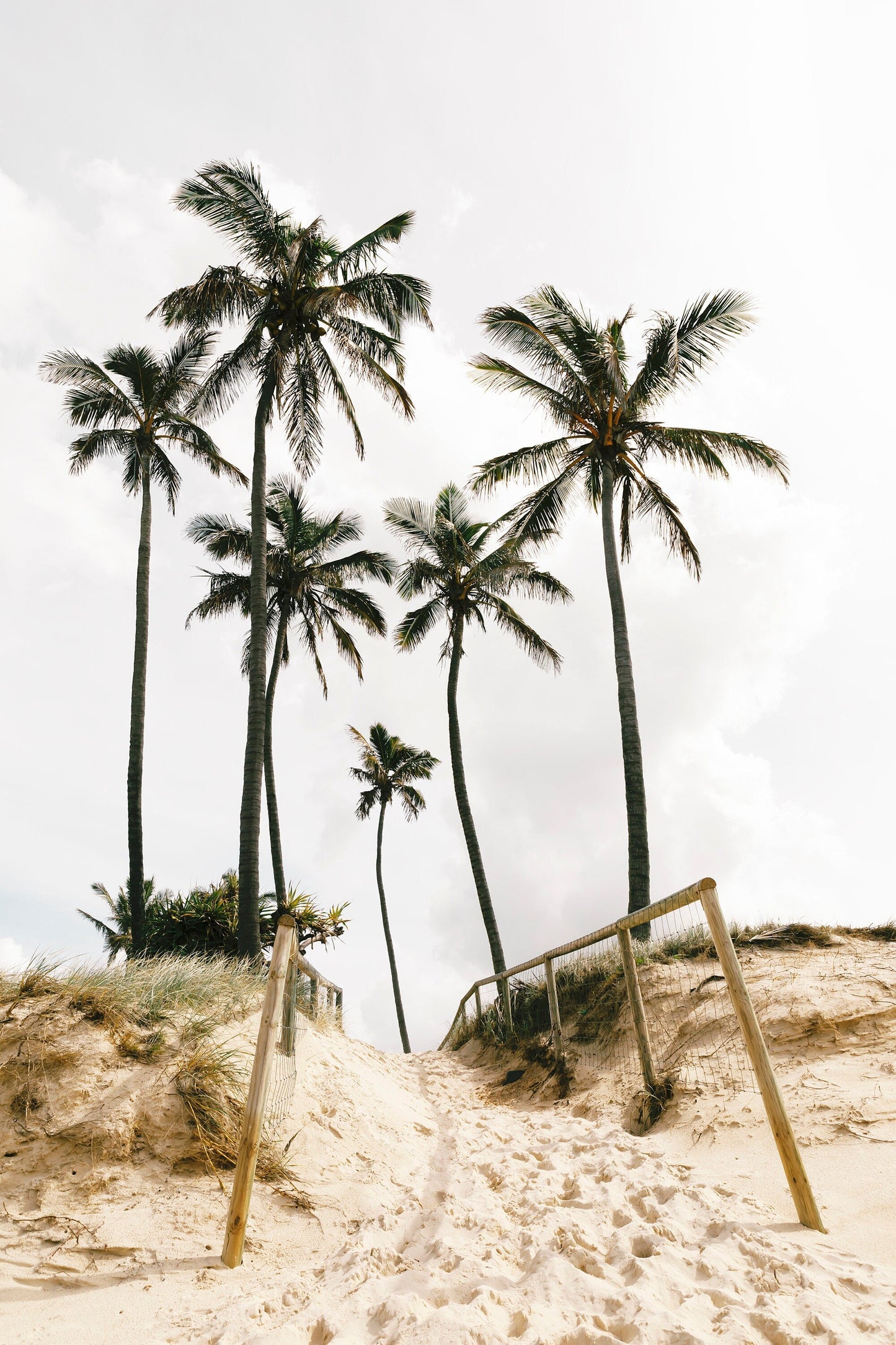 Palm Tree Duo No. 3 Wall Art Set
