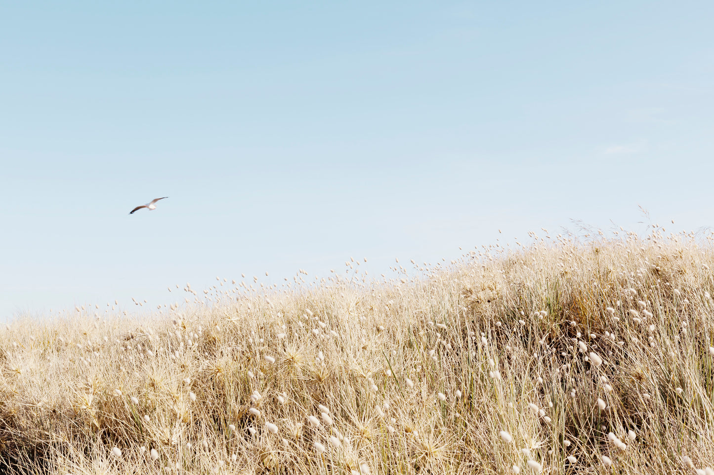 Coastal Flight