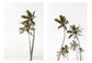 Palm Tree Duo No. 1  Wall Art Set