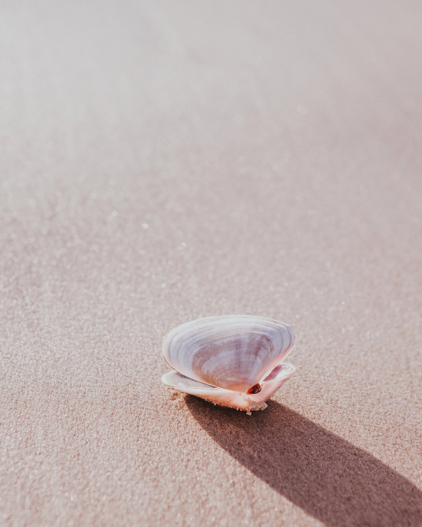 Seashells At Sunrise Wall Art Set