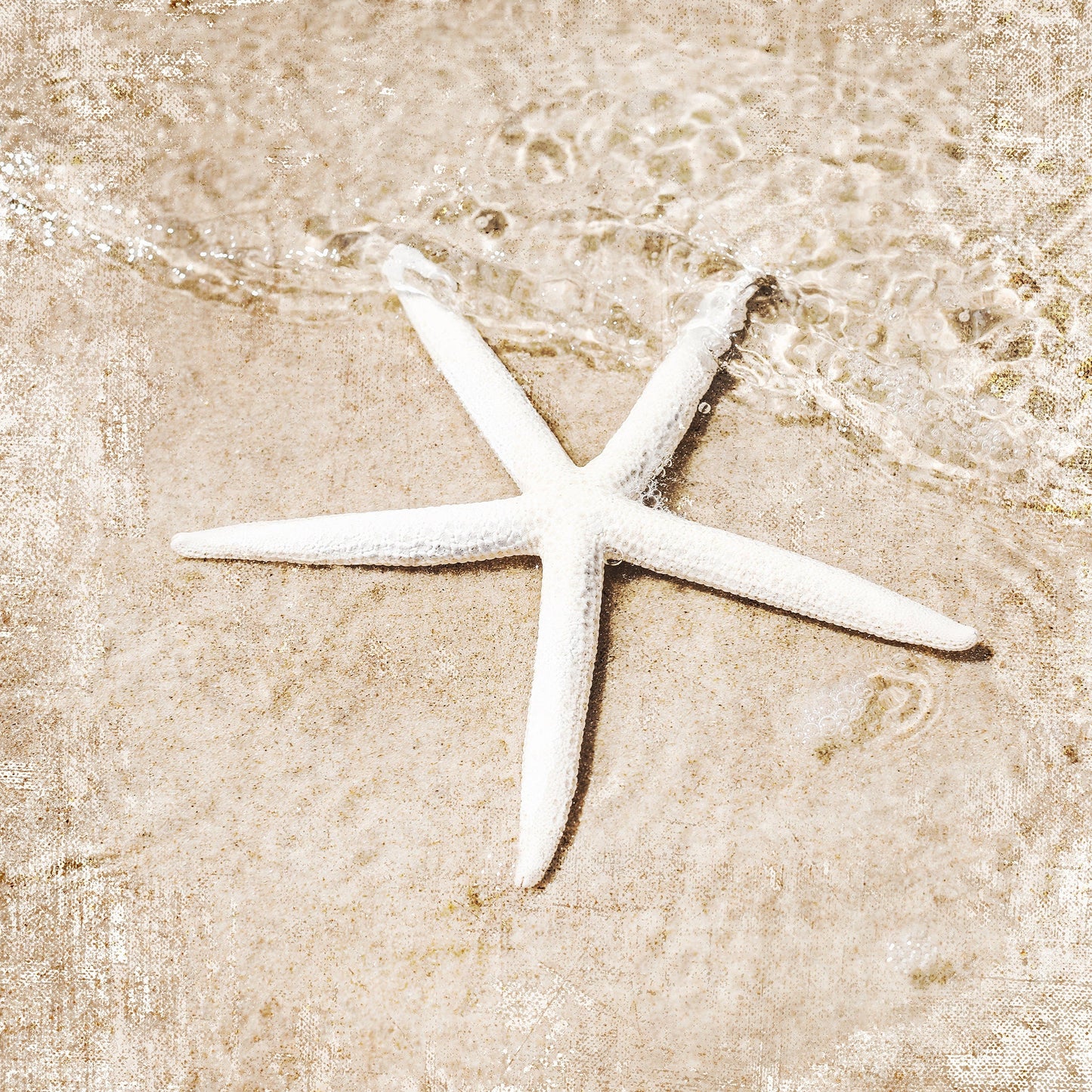 Starfish at my feet