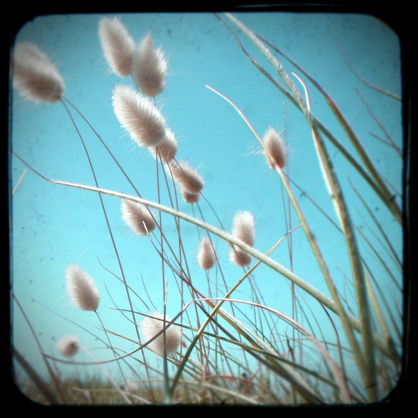 Waiting to be Picked