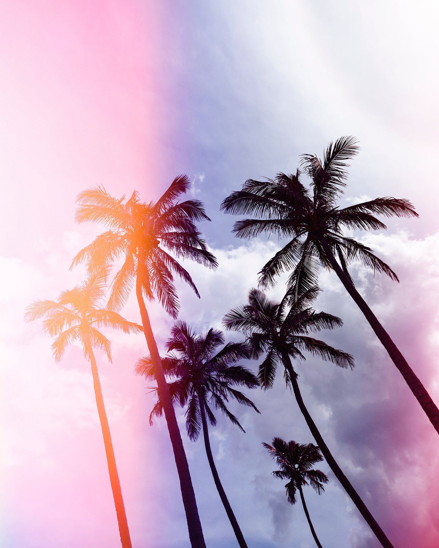 Purple Palms