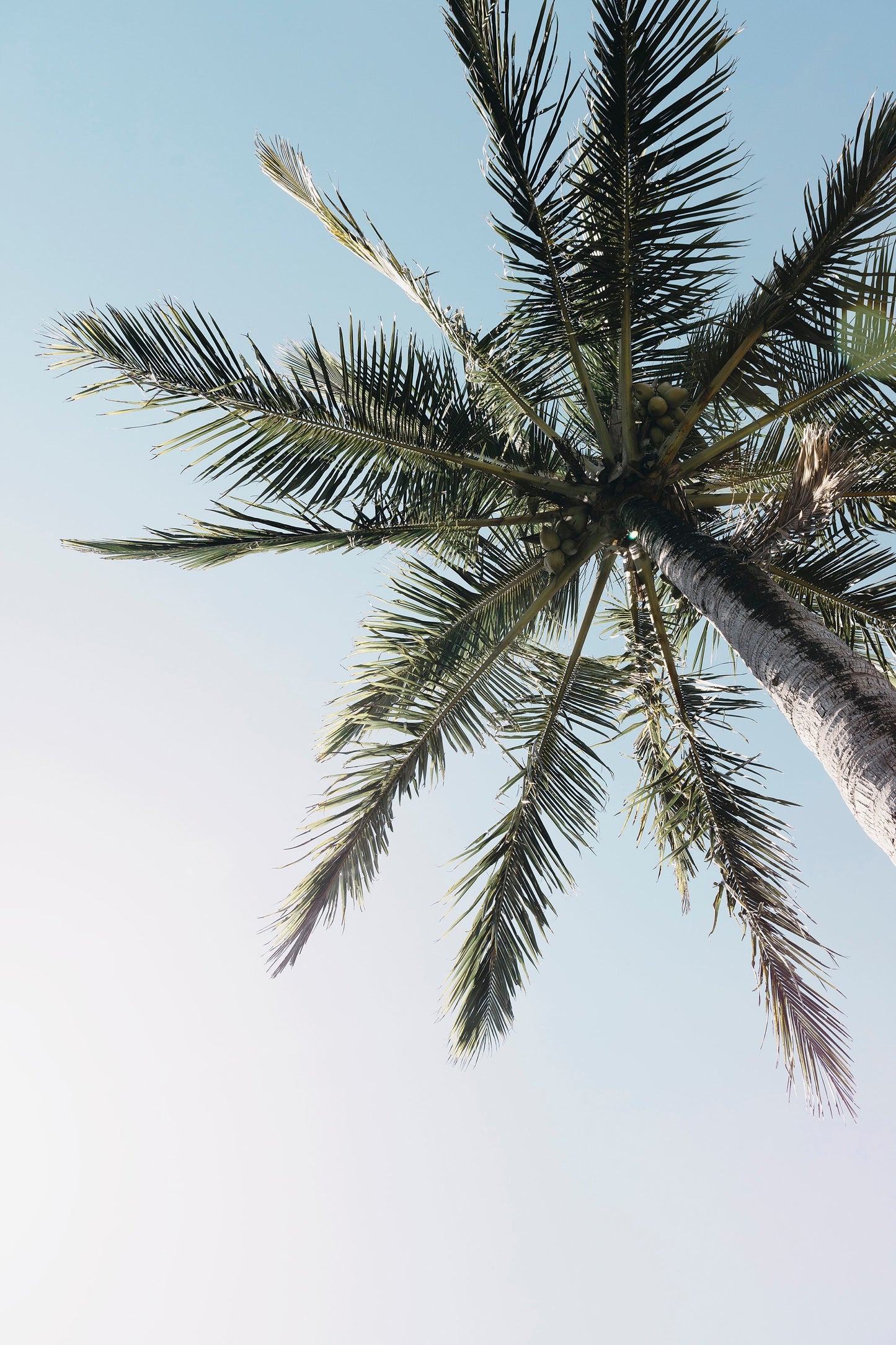 Palm Tree and Blue Sky