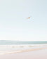 Soar