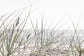 Sea Grass