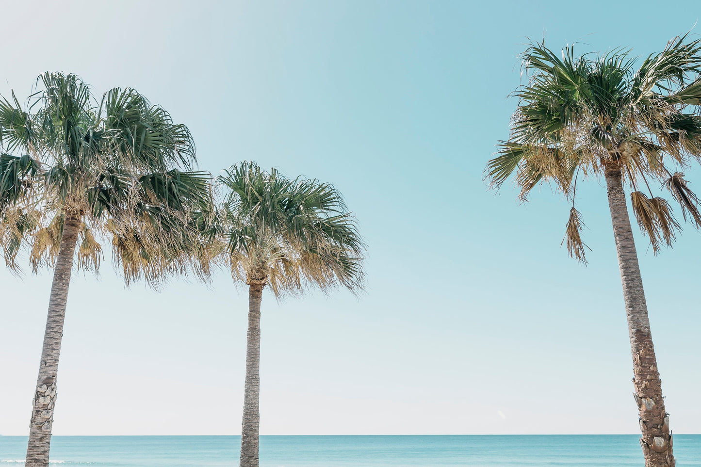 Palm Trees with a View