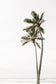 Palm Tree Duo No. 3 Wall Art Set