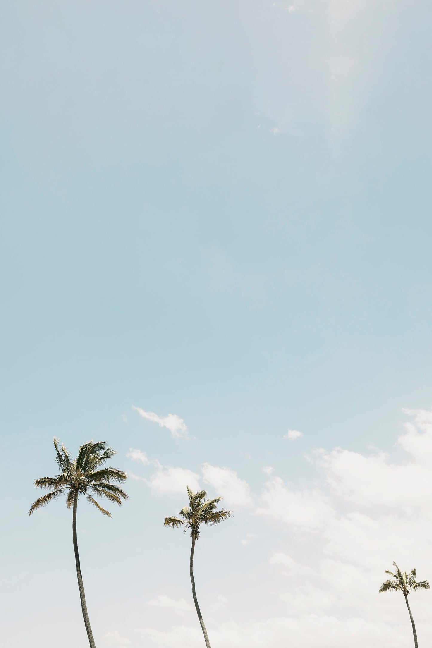 Palm Trees and a Beach Umbrella Wall Art Set