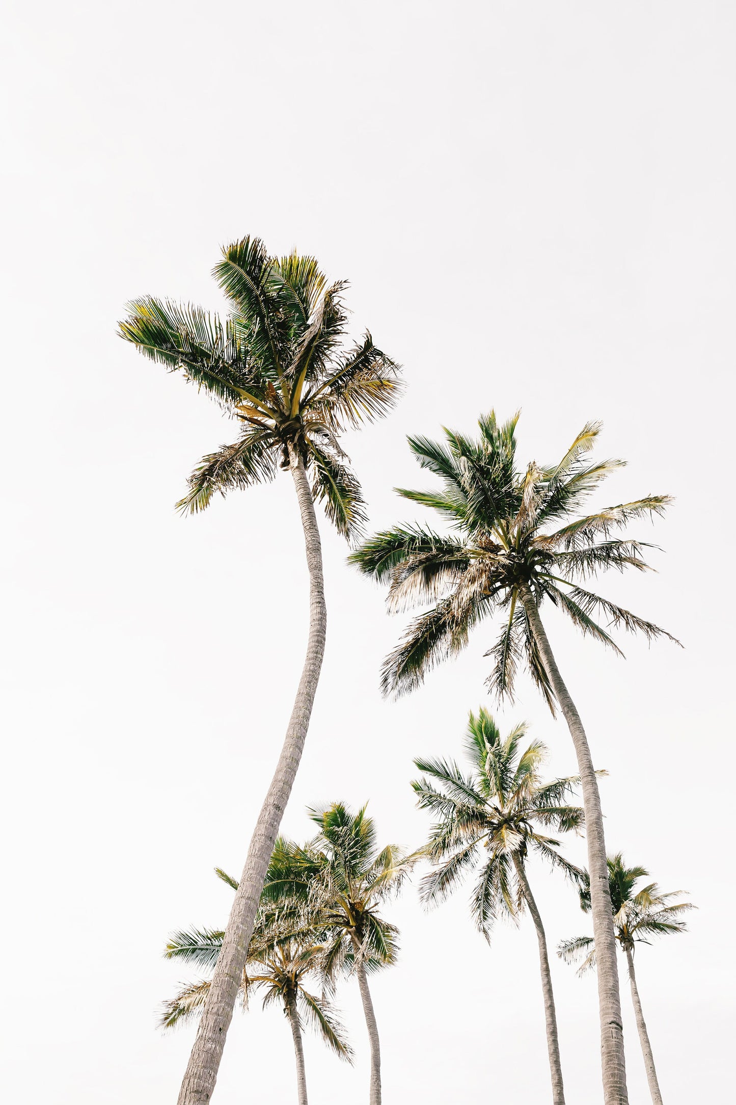 Palm Tree Duo No. 2 Wall Art Set