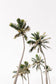 Palm Tree Trio Wall Art Set