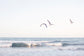 Sea Gulls and Sand Dunes Wall Art Set