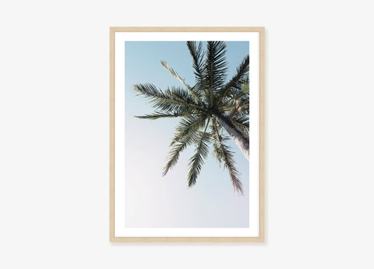 Palm Tree and Blue Sky