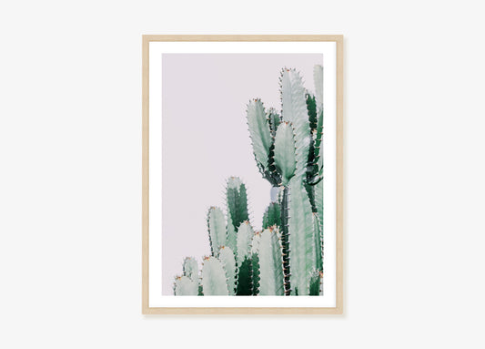 Summer Cactus