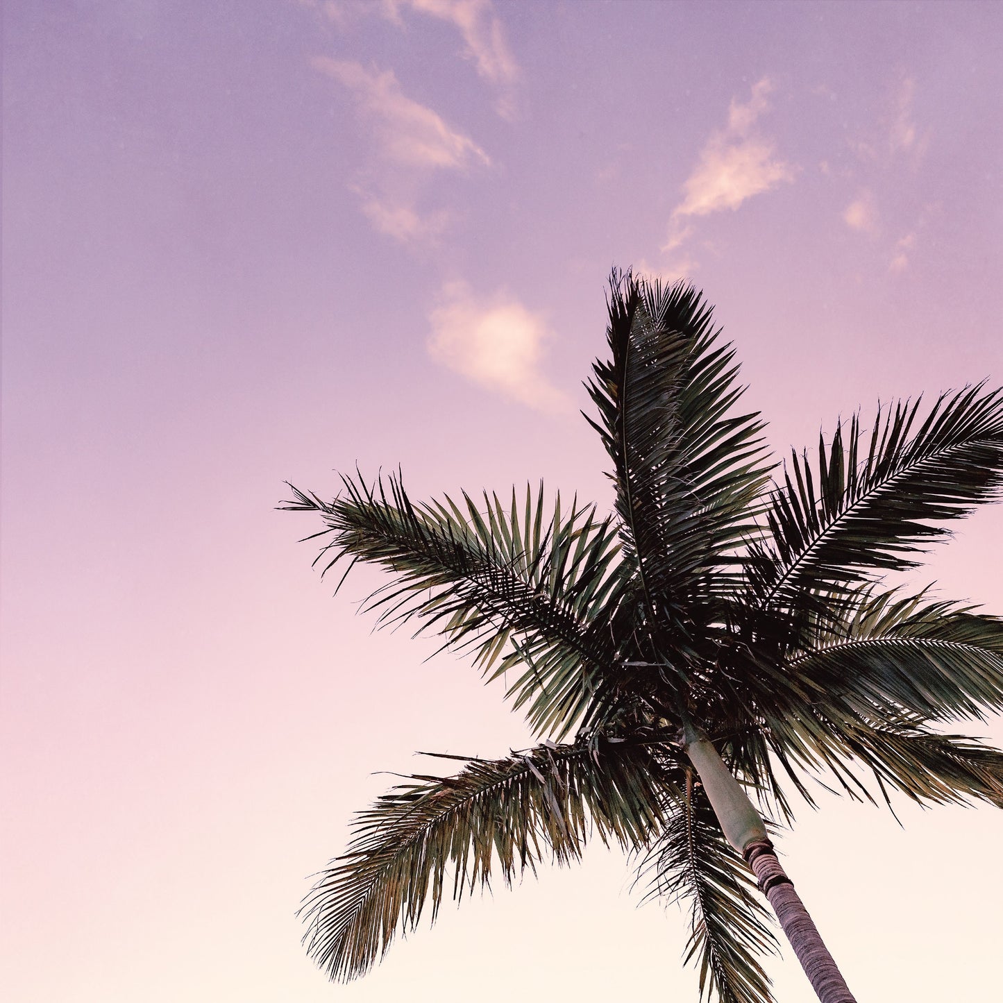 Pastel Palms