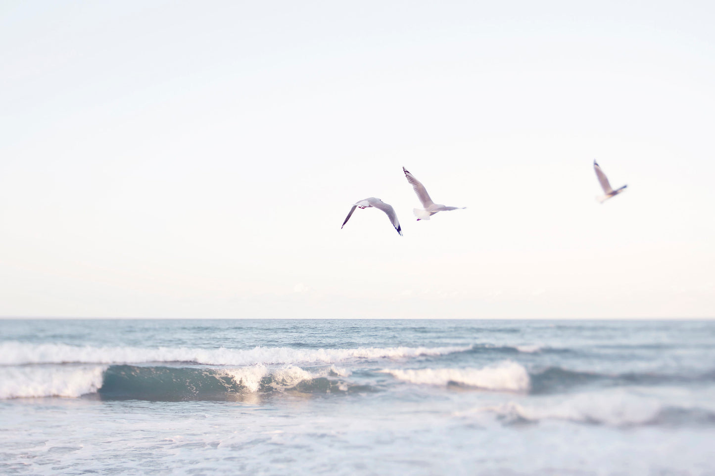 Sea Gulls and Palms Wall Art Set