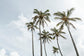 Sea Gulls and Palms Wall Art Set