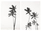 Palm Tree Duo No. 1 Monochrome Wall Art Set