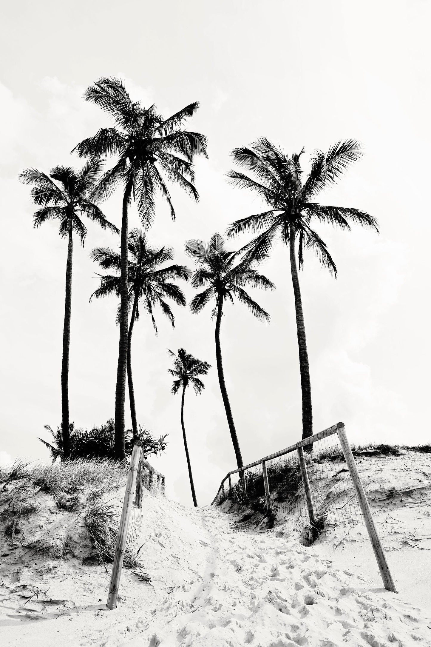 Palm Tree Duo No. 2 Monochrome Wall Art Set