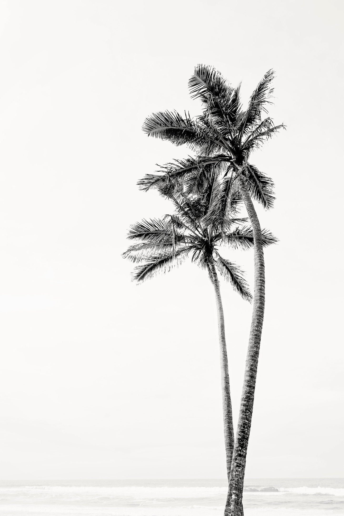 Palm Tree Duo No. 3 Monochrome Wall Art Set