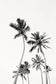 Palm Tree Duo No. 1 Monochrome Wall Art Set