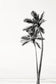 Palm Tree Duo No. 1 Monochrome Wall Art Set