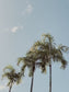 Palm Tree and Blue Sky