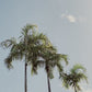 Palm Trees and Bokeh