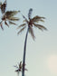 Palm Trees and a Beach Umbrella Wall Art Set